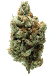 Cannamedical Sativa classic NM Snowflake